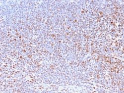 Nuclear Antigen Antibody (NM2984R) - Azide and BSA Free, Novus Biologicals